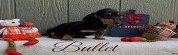 Miniature Dachshund dogs for sale: Bullet - Ad 3