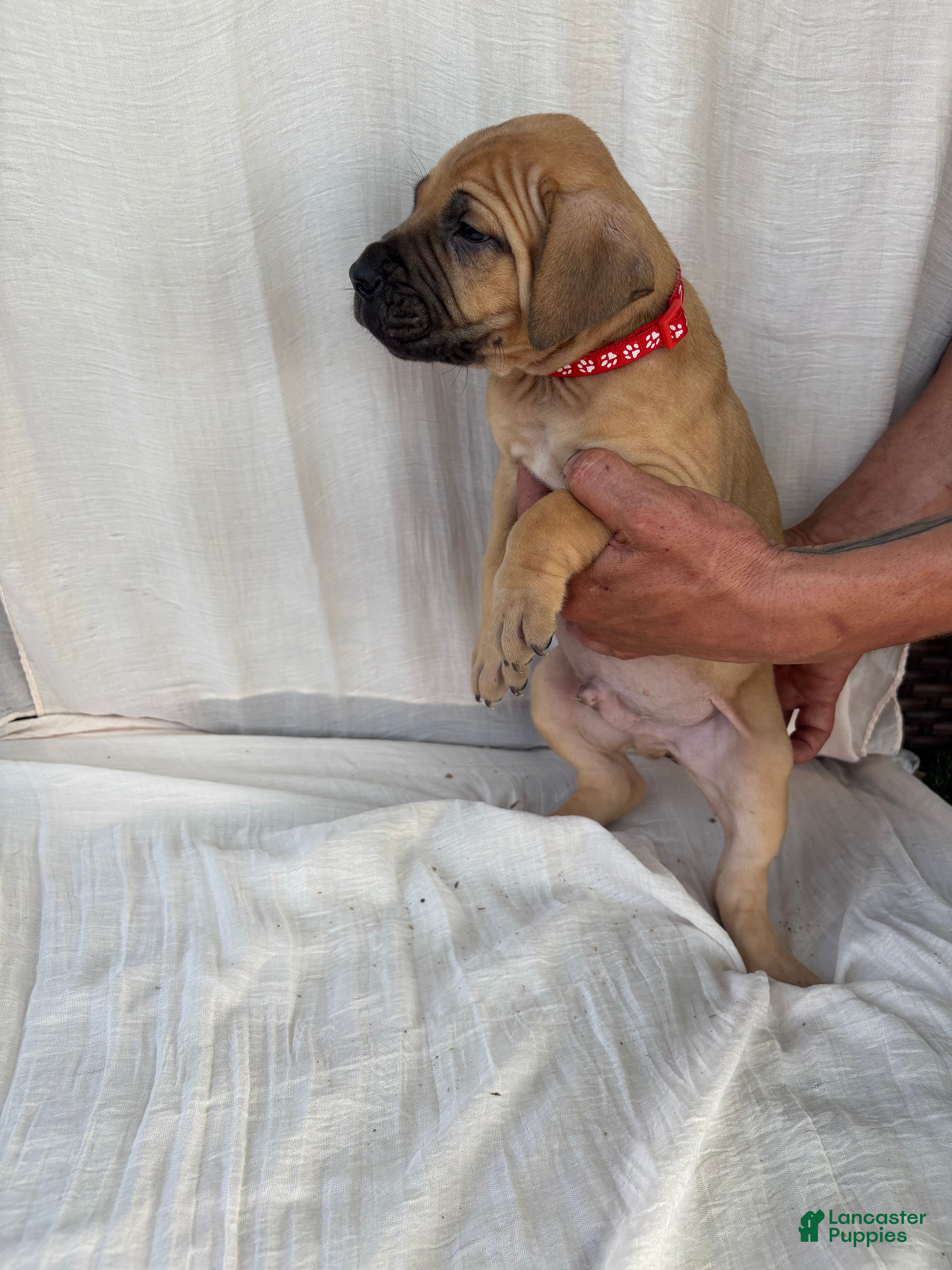 South African Boerboels dogs South African Boerboels Puppy 4 - Ad 8