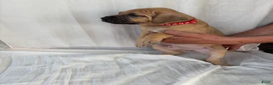 South African Boerboels Puppy 4