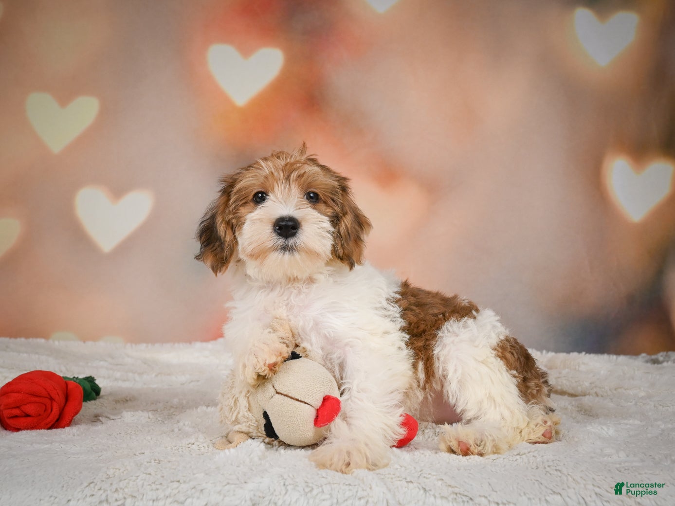 Yorkiepoo dogs Bella - Ad 2