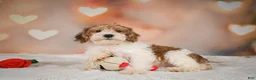 Yorkiepoo dogs for sale: Bella - Ad 2
