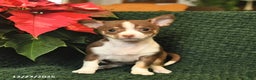 Chihuahua dogs for sale: Tinsel  - Ad 2