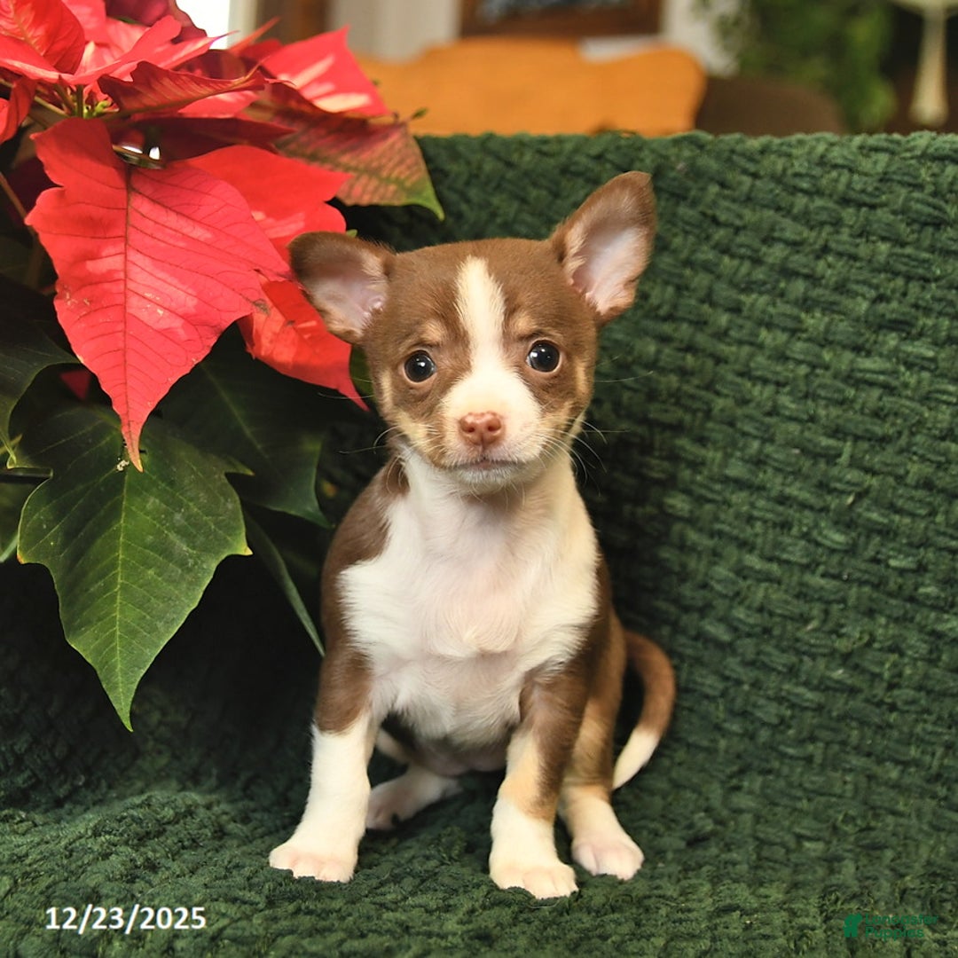 Chihuahua dogs for sale: Tinsel  - Ad 2