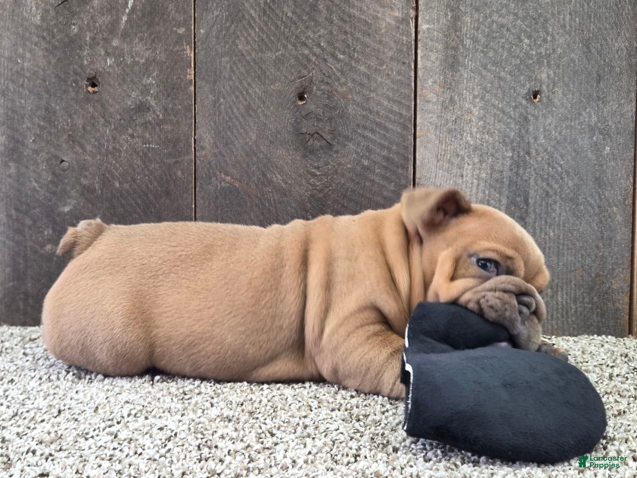 English Bulldog dogs Kona - Ad 2