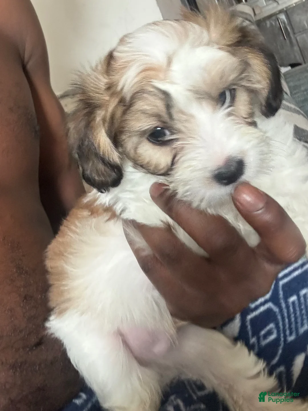 Mixed Breed dogs for sale: Mixed Breed Puppy 1 - Ad 1