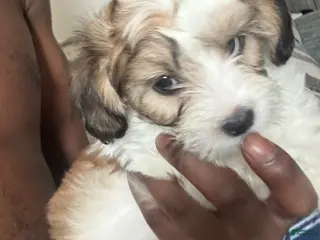 Mixed Breed dogs Mixed Breed Puppy 1 - Ad 33