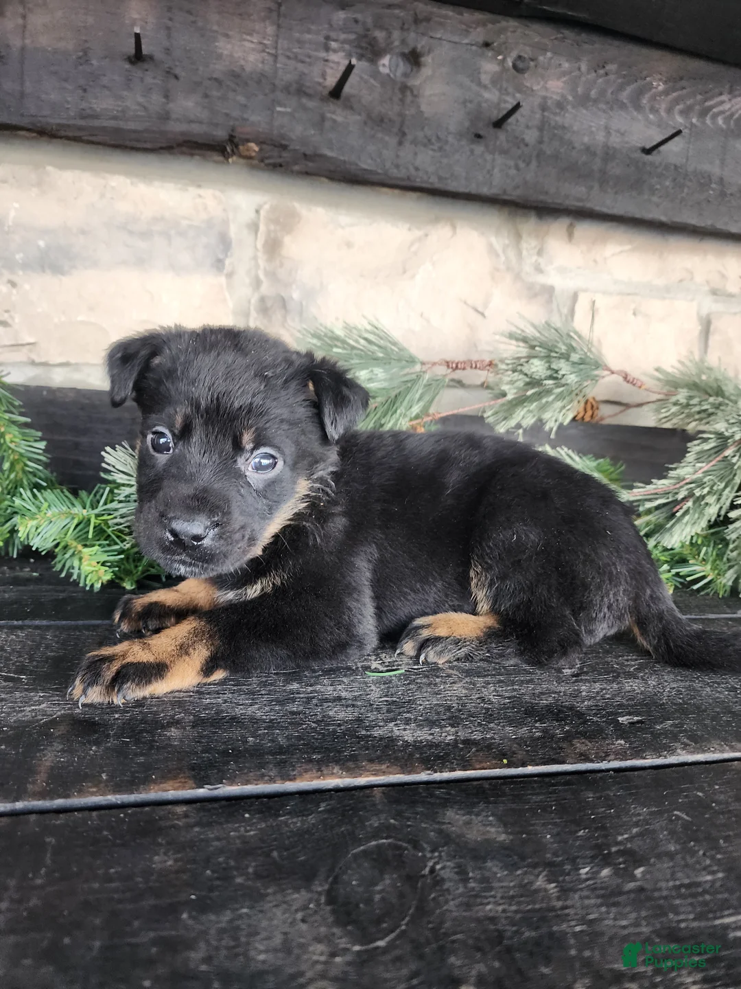 Mixed Breed dogs for sale: Rambo - Ad 3