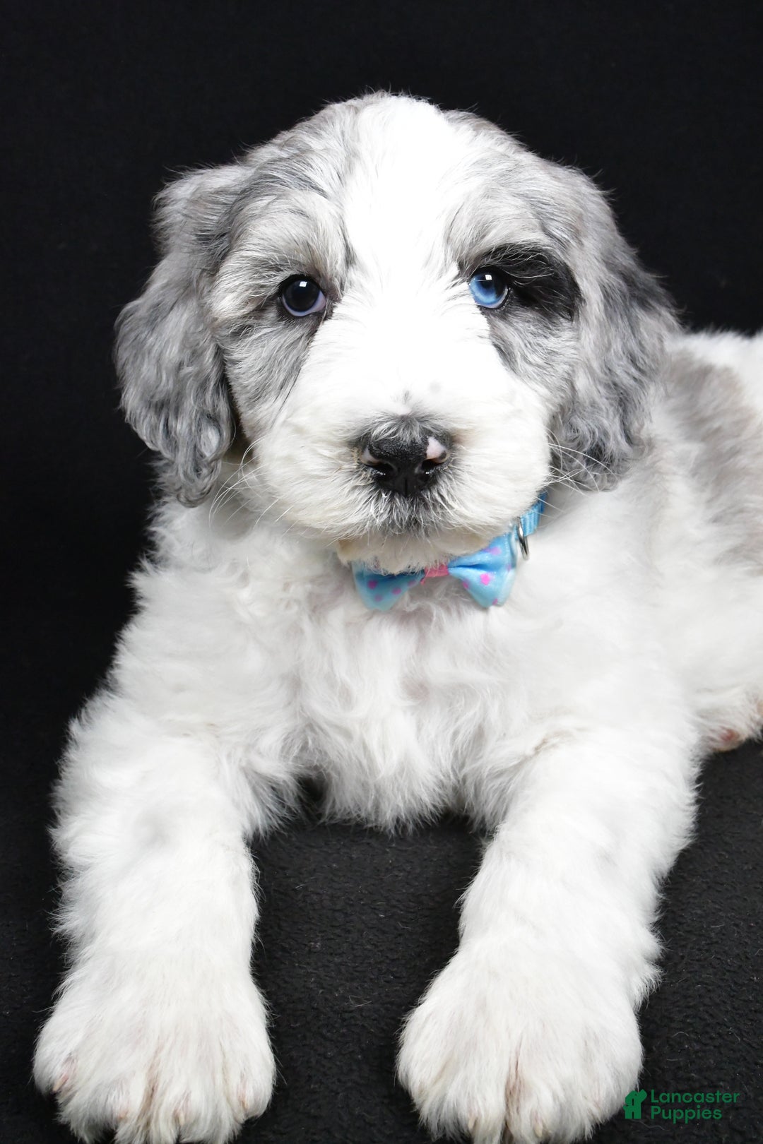 Sheepadoodle dogs for sale: Myles - Ad 3