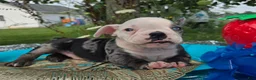 Olde English Bulldogge dogs for sale: Rocky - Ad 4