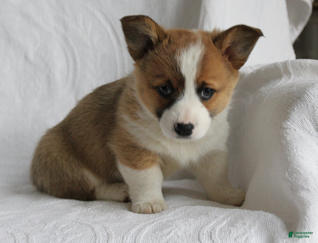 Welsh Corgi Pembroke dogs for sale: Zeb - Ad 2