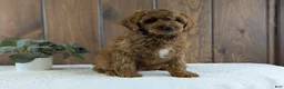 Cavapoo dogs for sale: Zack  - Ad 9