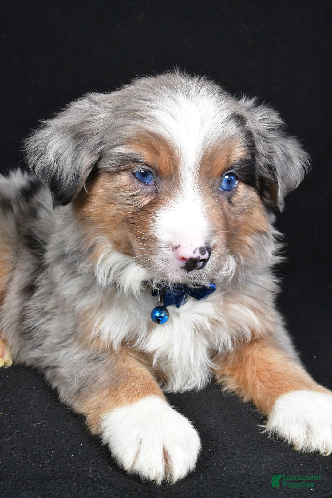 Miniature Australian Shepherd dogs for sale: Winston - Ad 13