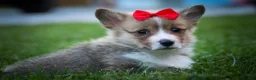 Welsh Corgi Pembroke dogs for sale: Scotty 🐾 - Ad 1