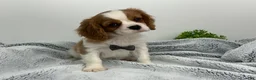 Cavalier King Charles Spaniel dogs for sale: KING - Ad 5