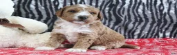 Mini Goldendoodle dogs for sale: Max - Ad 3