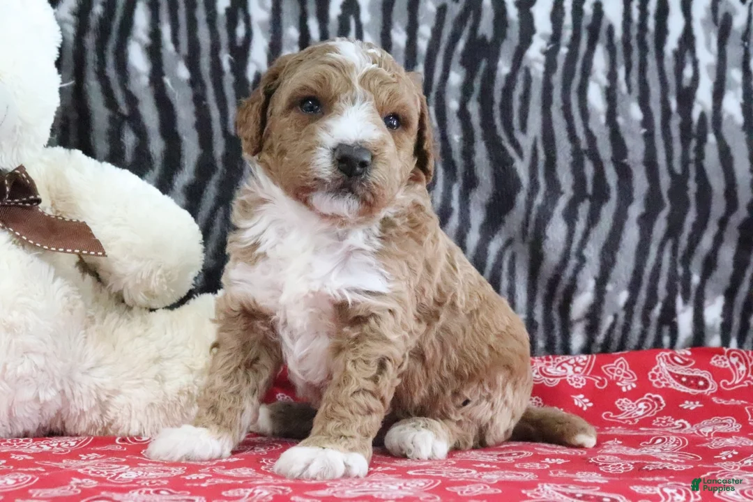Mini Goldendoodle dogs for sale: Max - Ad 3