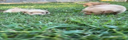 Golden Retriever dogs for sale: Golden Retriever 1 - Ad 2