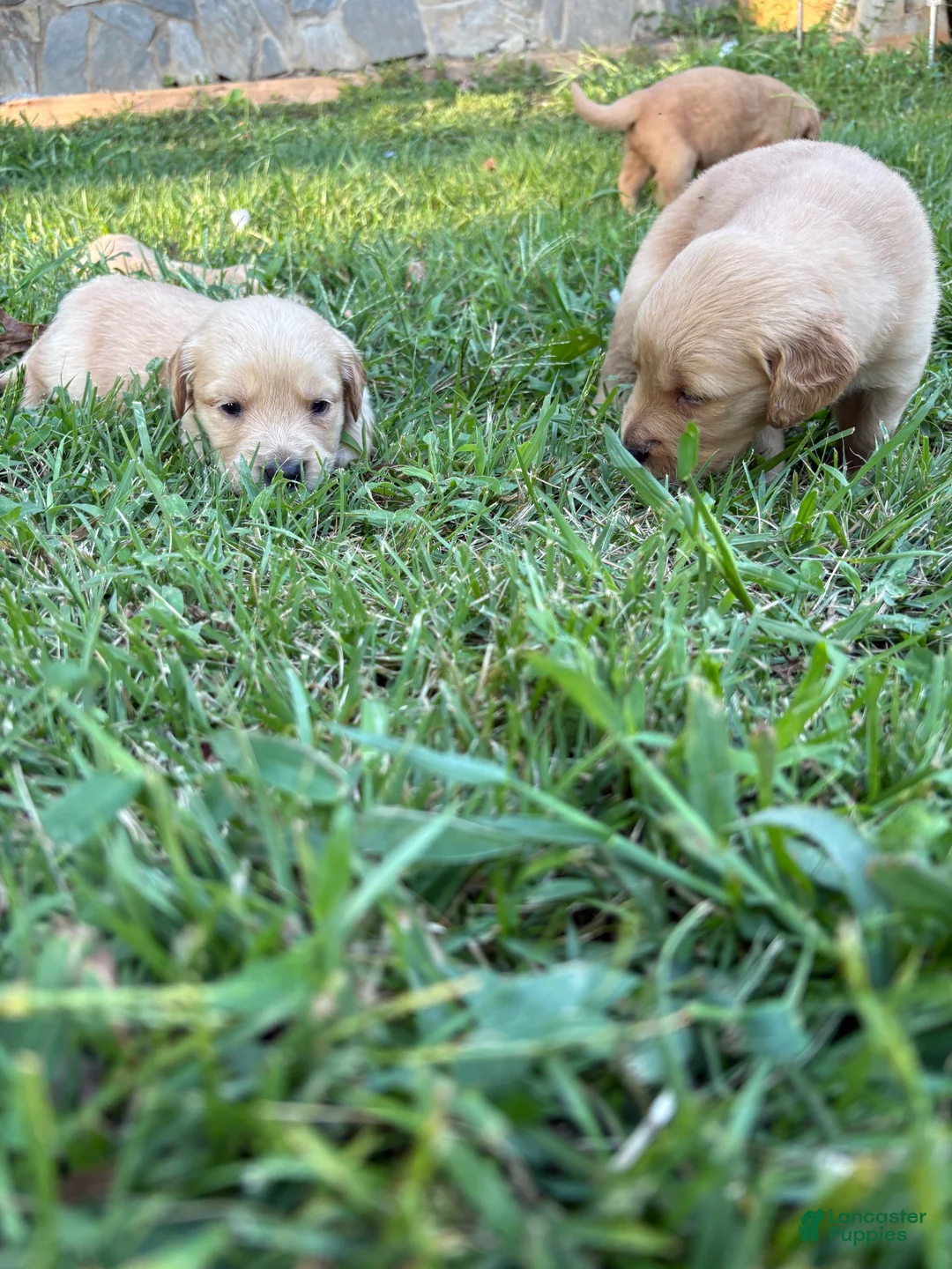 Golden Retriever dogs for sale: Golden Retriever 1 - Ad 2