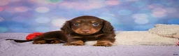 Miniature Dachshund dogs for sale: AKC JOY - Ad 3