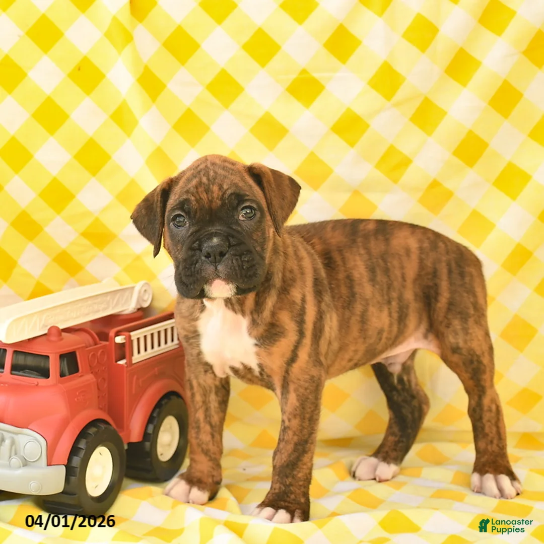 Boxer dogs for sale: Jasper  - Ad 1