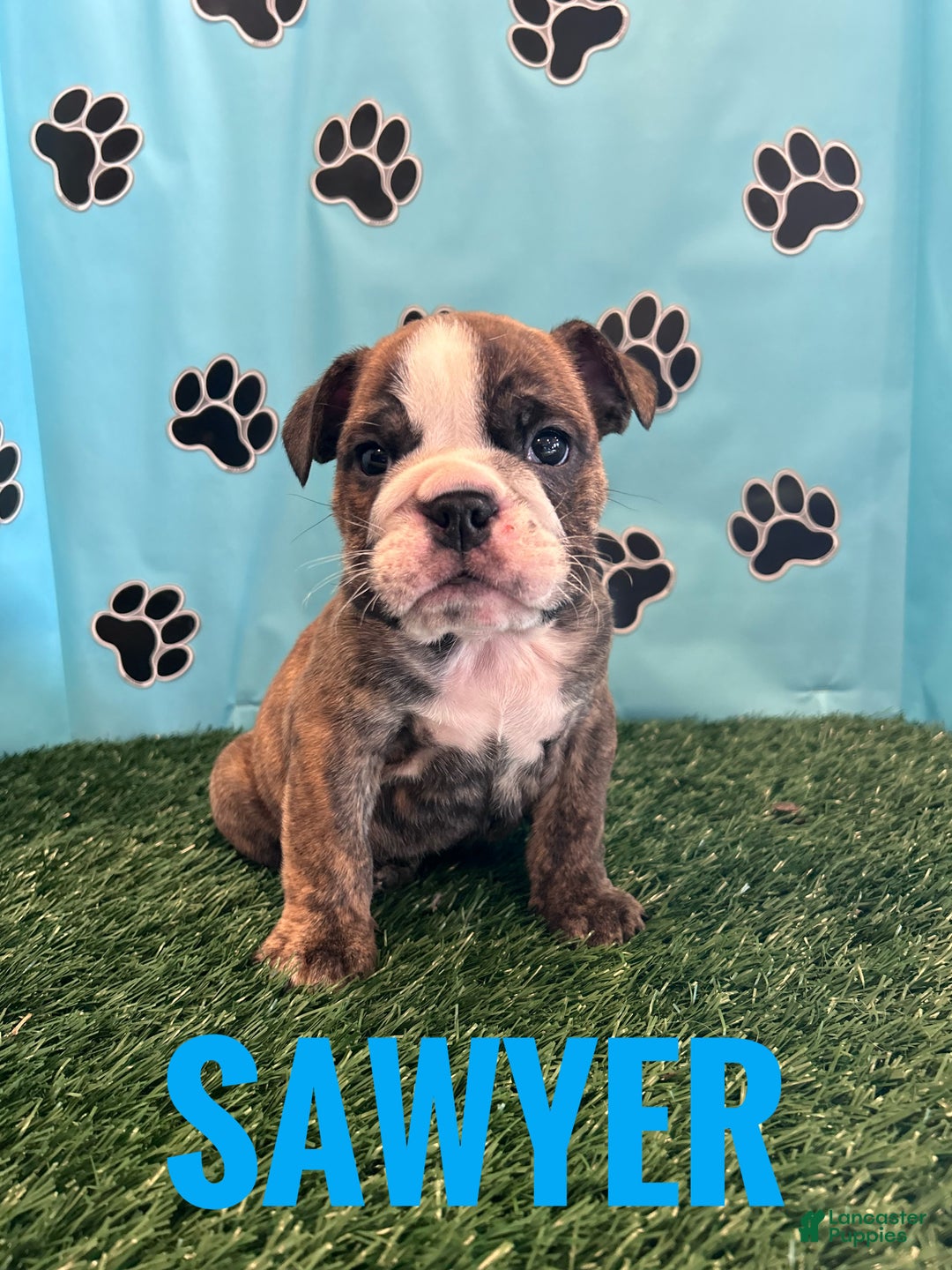 English Bulldog dogs for sale: SAWYER - Ad 2