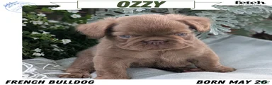 Ozzy