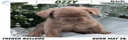 French Bulldog dogs for sale: Ozzy - Ad 1