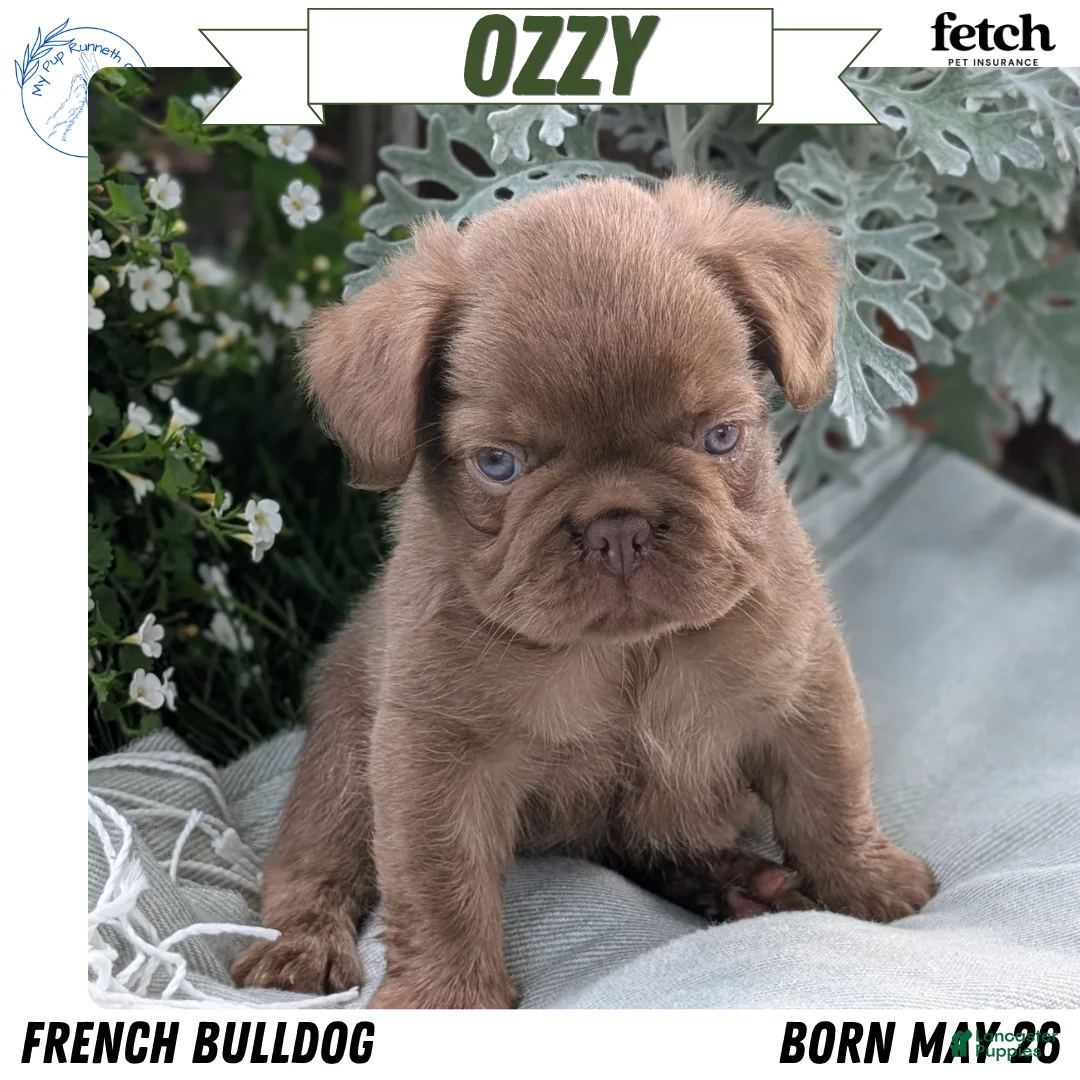French Bulldog dogs for sale: Ozzy - Ad 1