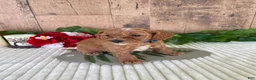 Mini Goldendoodle dogs for sale: Mr. Whaler - Ad 8