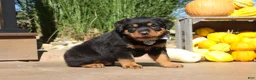 Rottweiler dogs for sale: Ranger - Ad 5