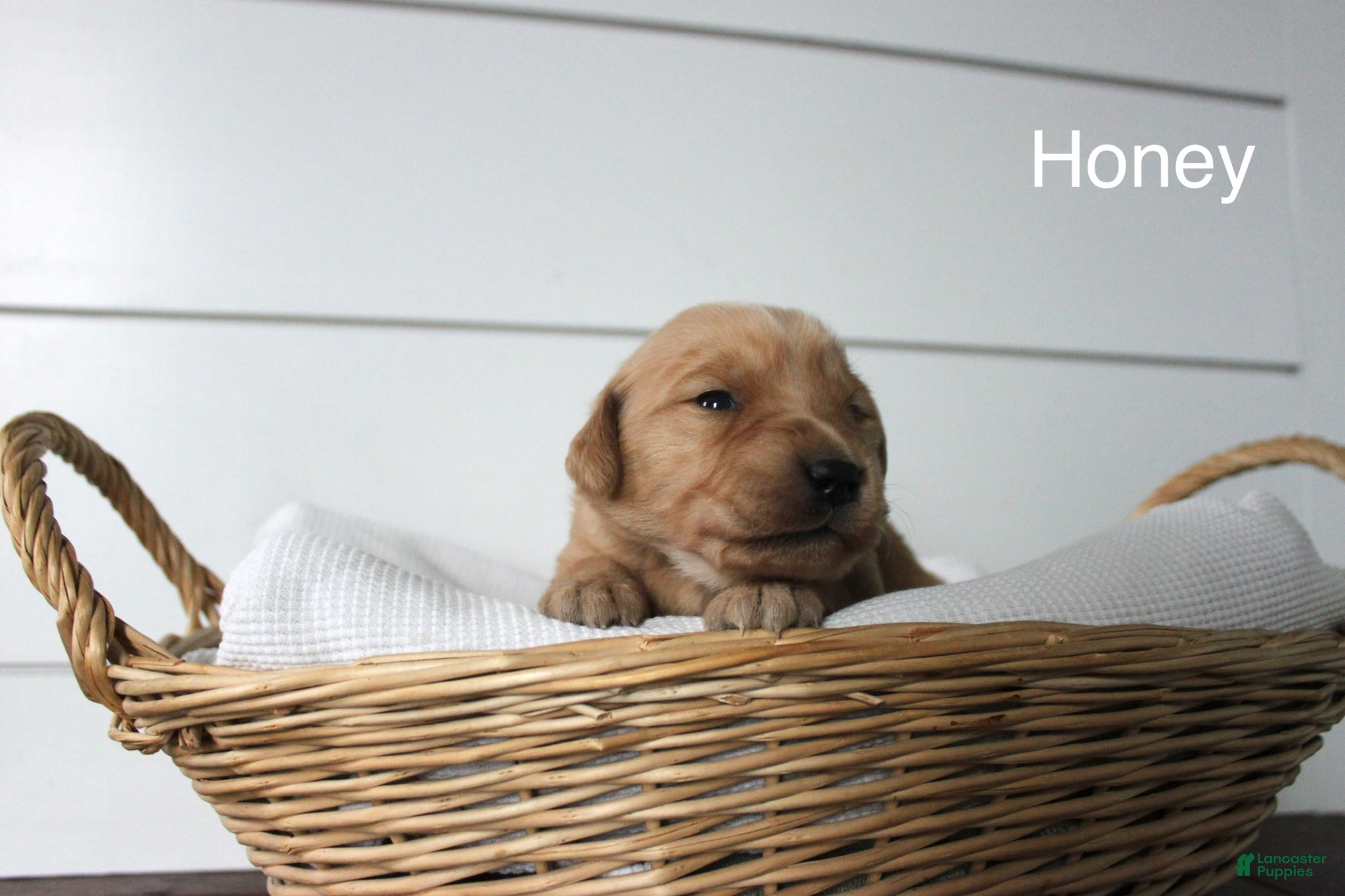 Golden Retriever dogs Honey  - Ad 1