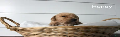 Honey 