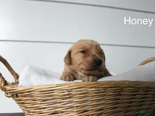 Golden Retriever dogs for sale: Honey - Ad 4