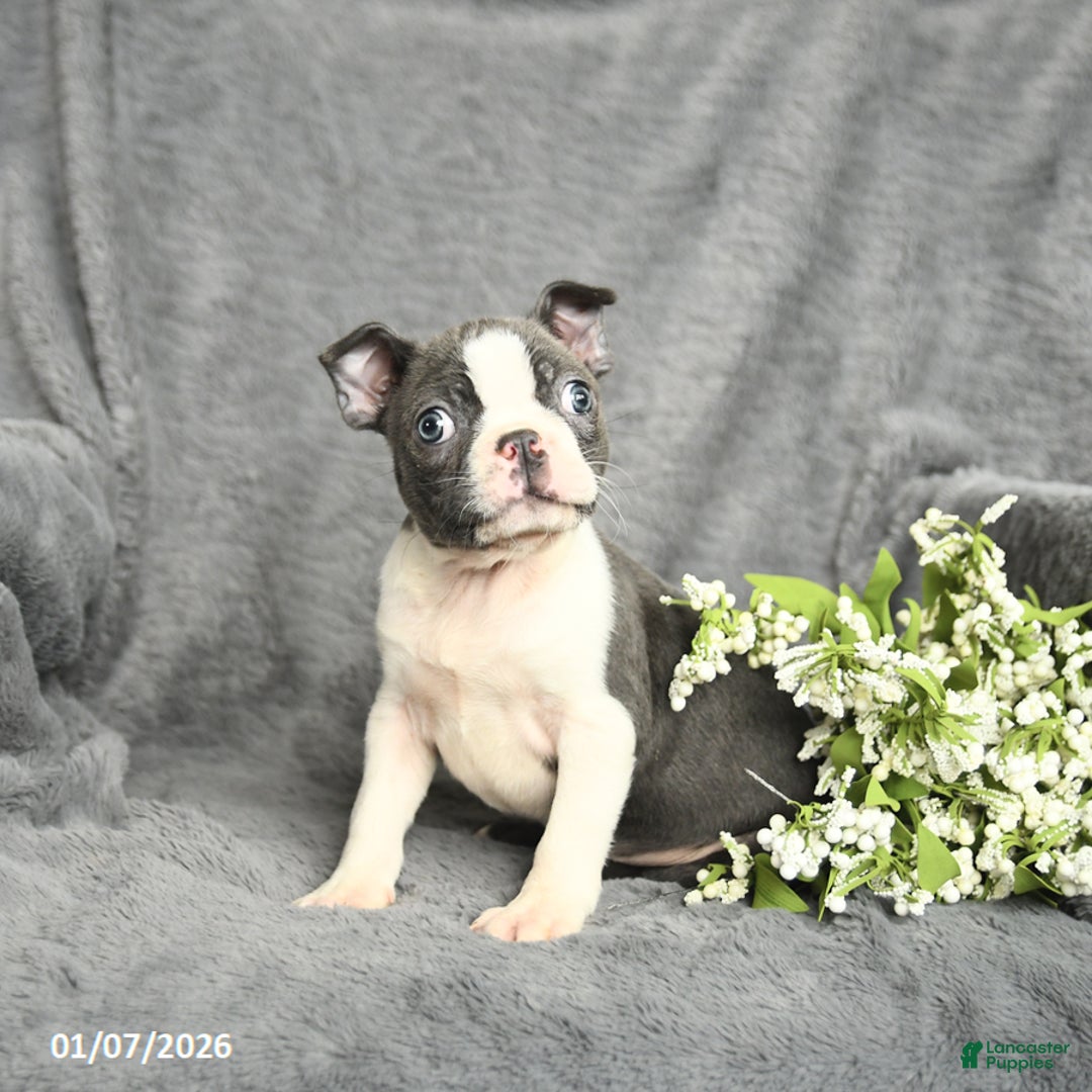 Purebred Puppies for Sale - Infinity Pups, image size:1080x1080