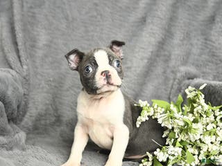 Boston Terrier dogs Hank - Ad 28