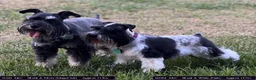 Miniature Schnauzer dogs for sale: Apollo - Ad 8