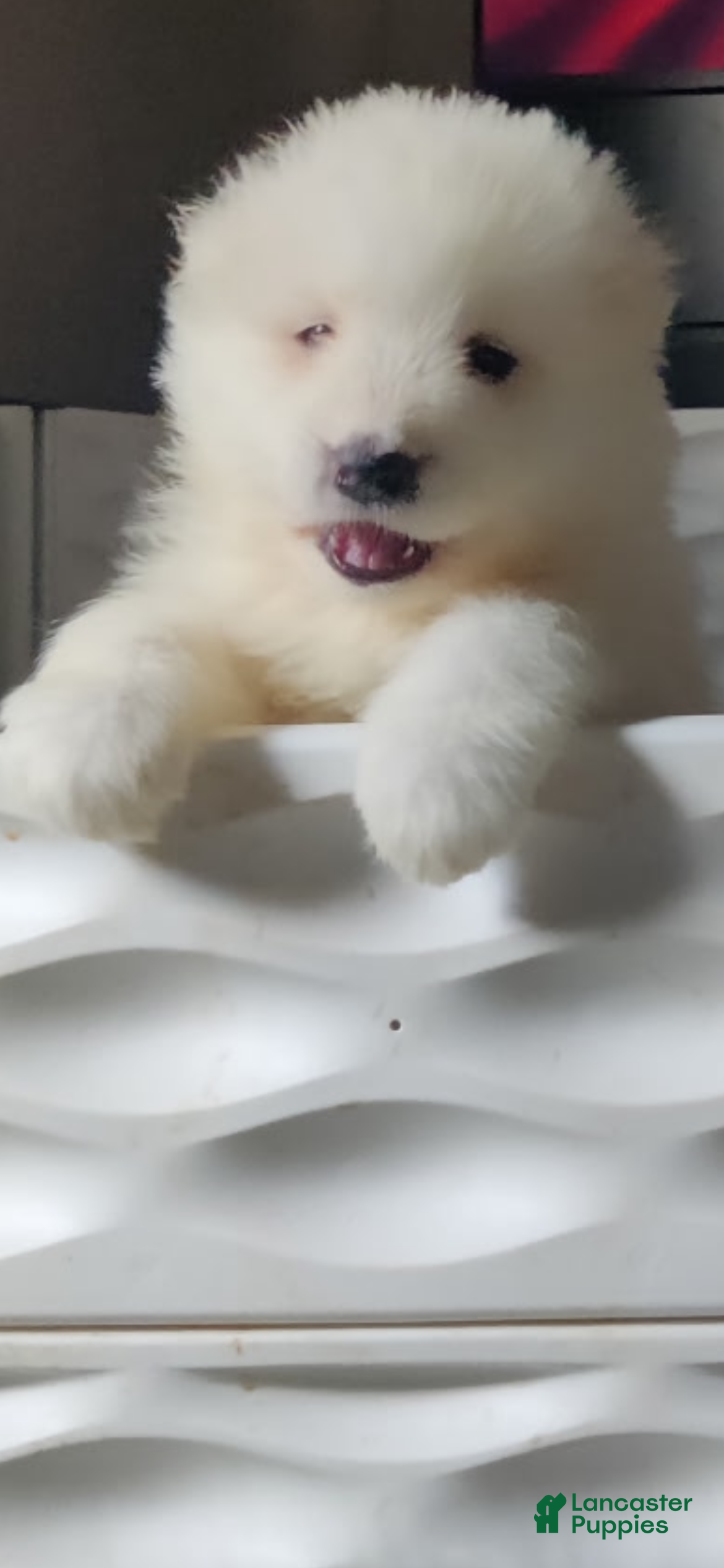 Samoyed dogs Male - Orange - Ad 9