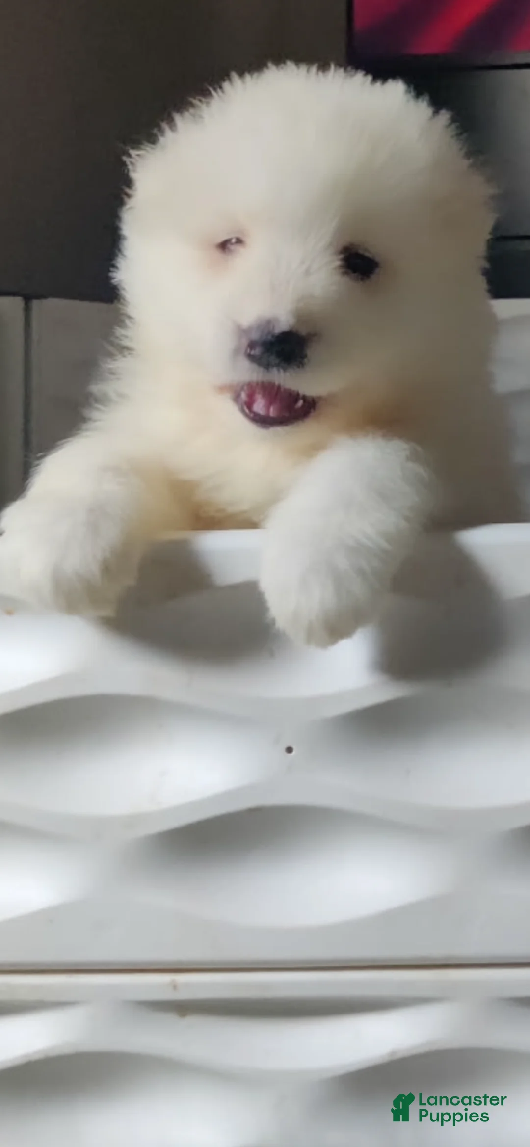 Samoyed dogs for sale: Male - Orange - Ad 1
