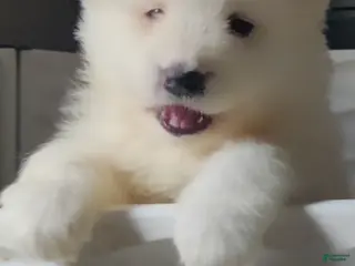 Samoyed dogs Male - Orange - Ad 9