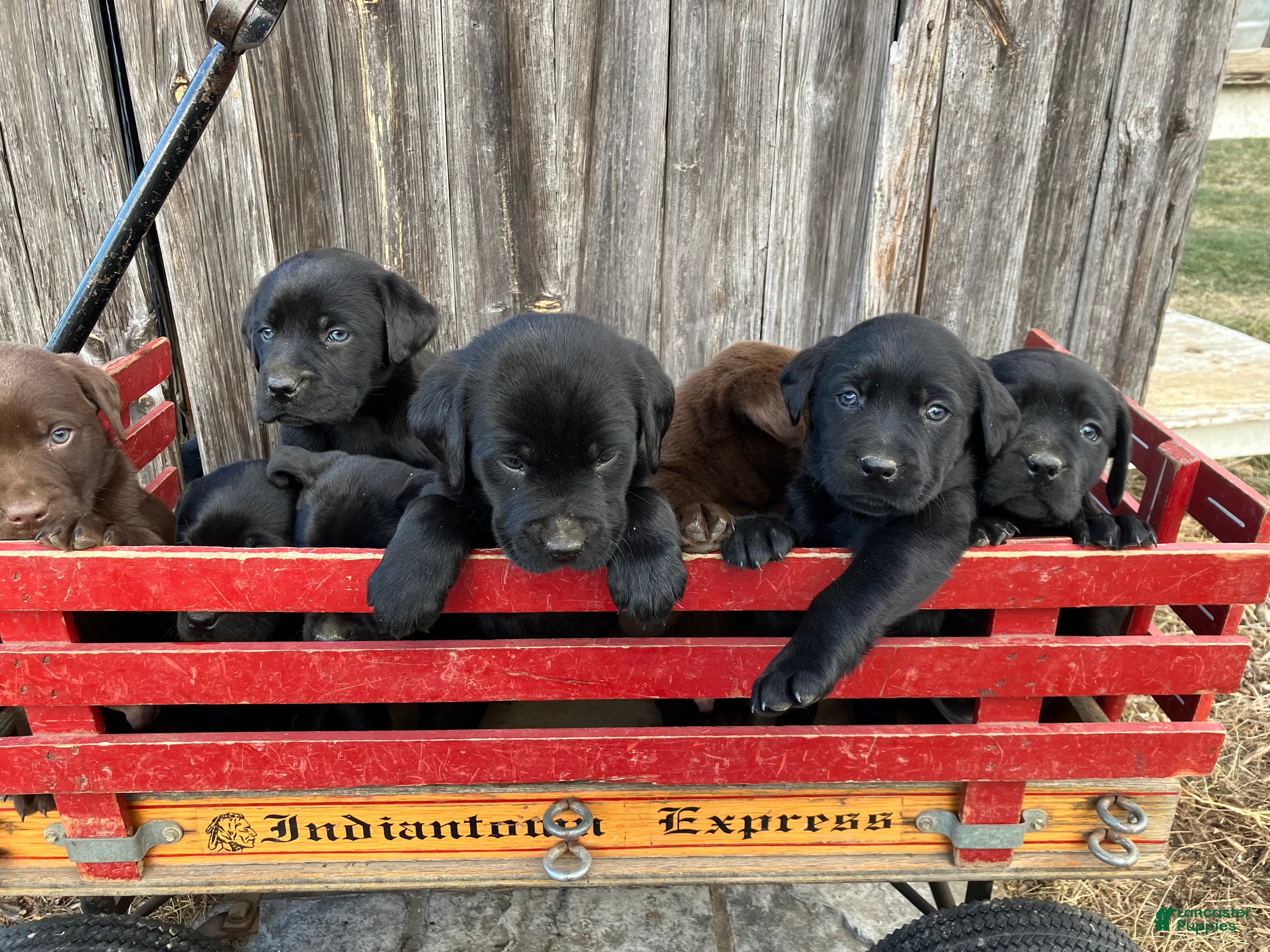 Labrador Retriever dogs Labrador Retriever Puppy 9 - Ad 2