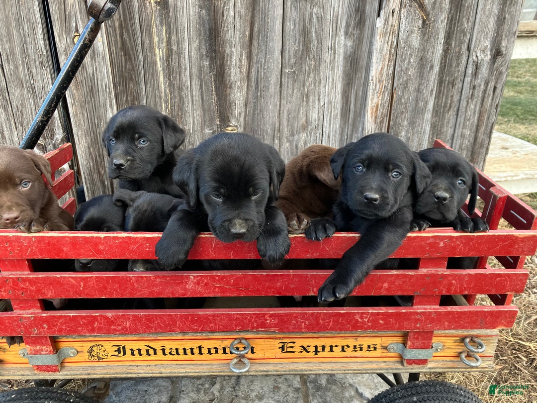 Labrador Retriever dogs for sale: Labrador Retriever Puppy 9 - Ad 2