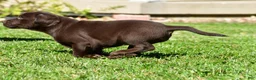 Labrador Retriever dogs for sale: Choco - Ad 4