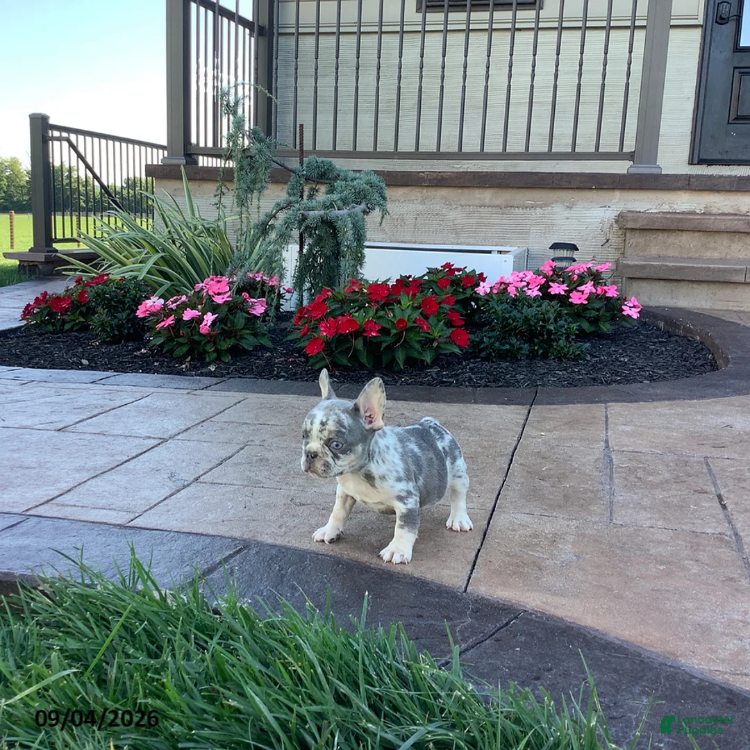 French Bulldog dogs for sale: Poppy - Ad 2
