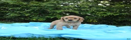 Miniature Golden Retriever dogs for sale: Bennet - Ad 5
