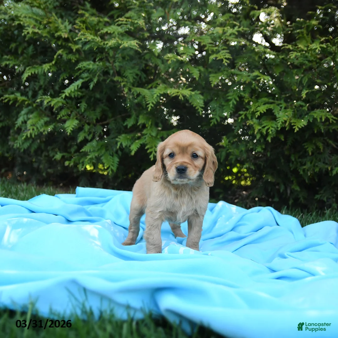 Miniature Golden Retriever dogs for sale: Bennet - Ad 5