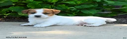 Jack Russell Terrier dogs for sale: Rufus - Ad 2