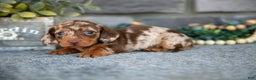 Miniature Dachshund dogs for sale: Trixie - Ad 1