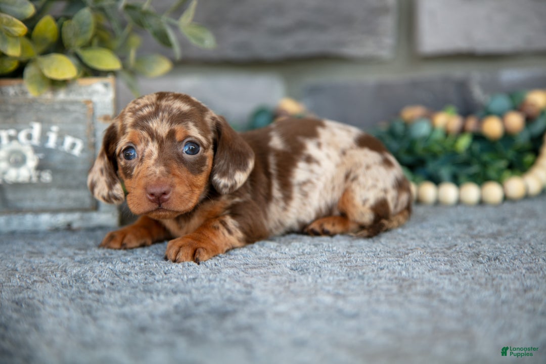 Miniature Dachshund dogs for sale: Trixie - Ad 1