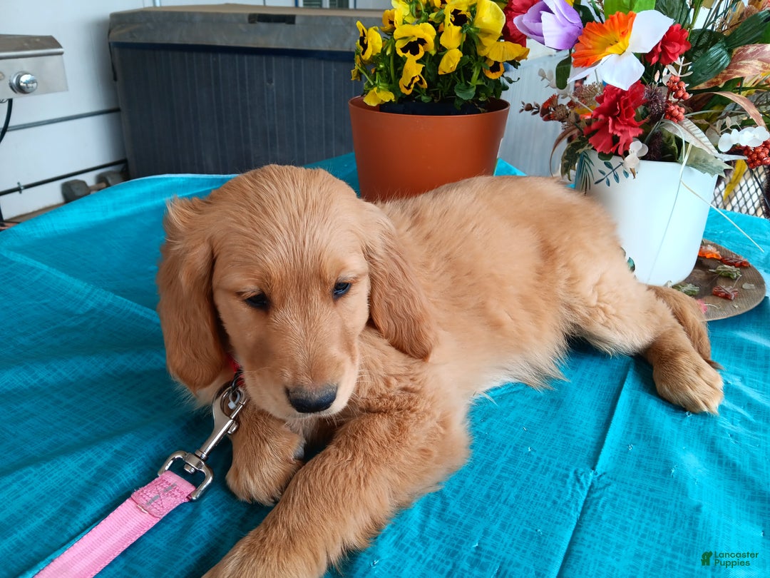 Golden Retriever dogs for sale: Sport - Ad 19