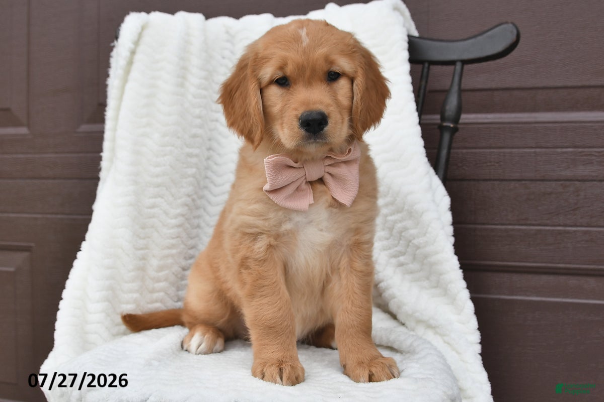 Golden Retriever dogs Cuddles - Ad 1